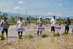tanam padi serentak di 25 provinsi oleh petani Indonesia